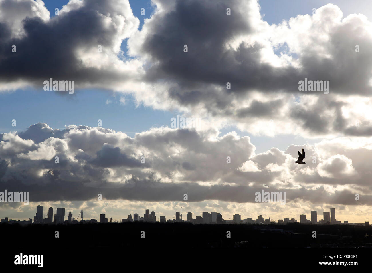 Stormmeeuw voor de skyline van Rotterdam; Common Gull and the skyline of Rotterdam Stock Photo