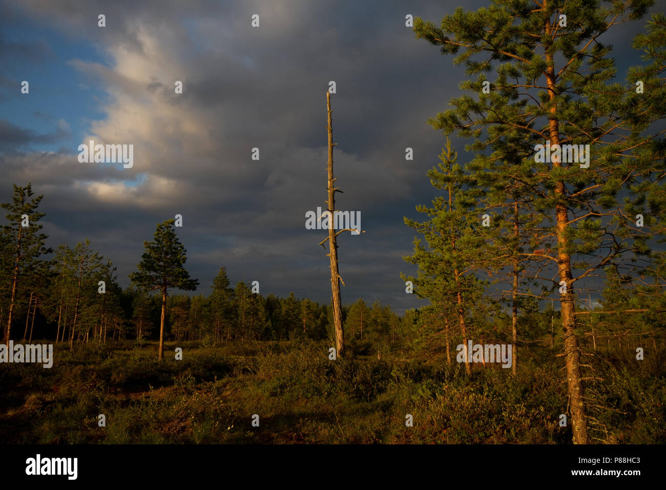 Taiga finland hi-res stock photography and images - Alamy