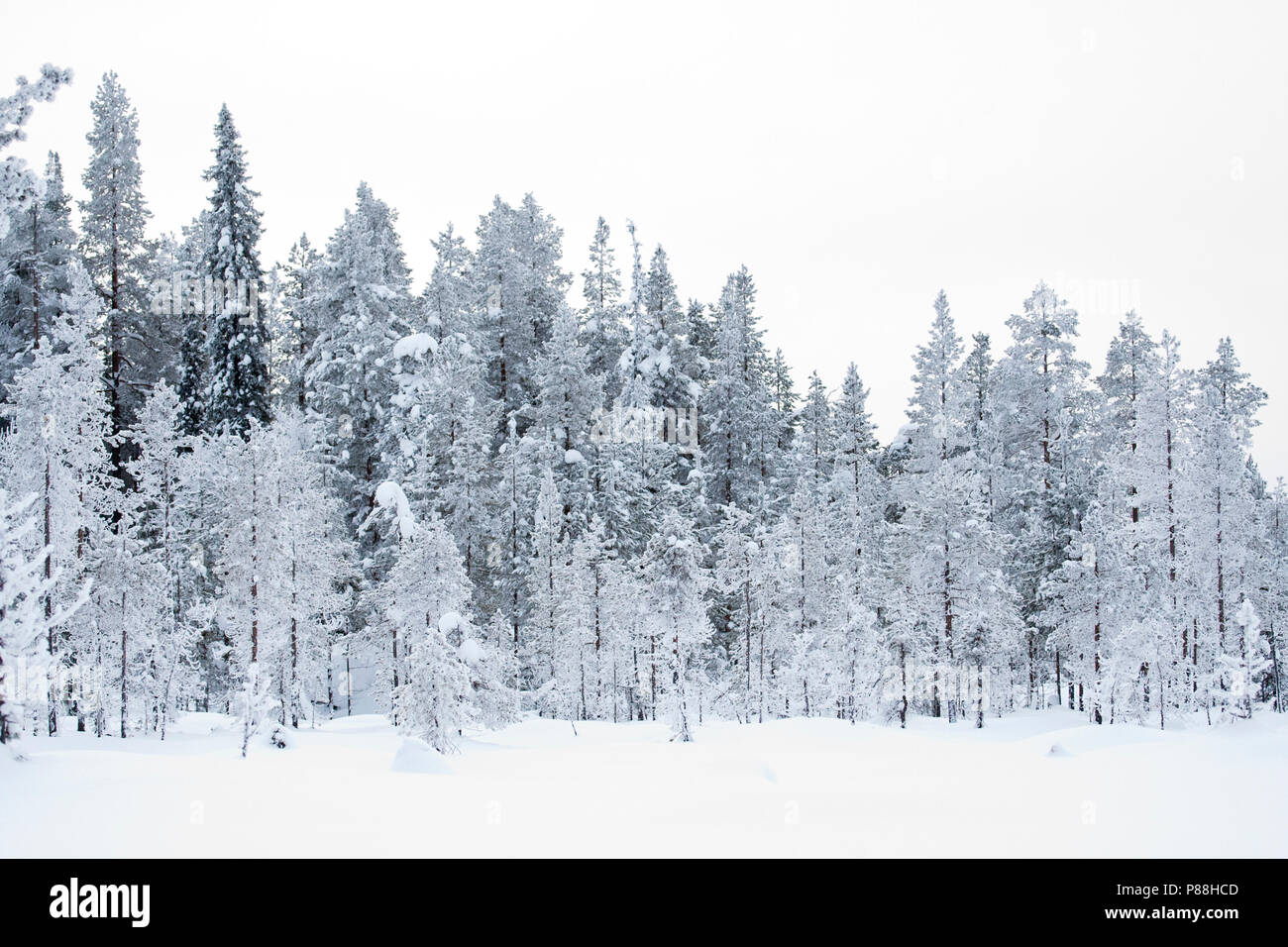 Besneeuwde taiga bomenl Snow covered Taiga trees; Kuusamo; Finland Stock Photo