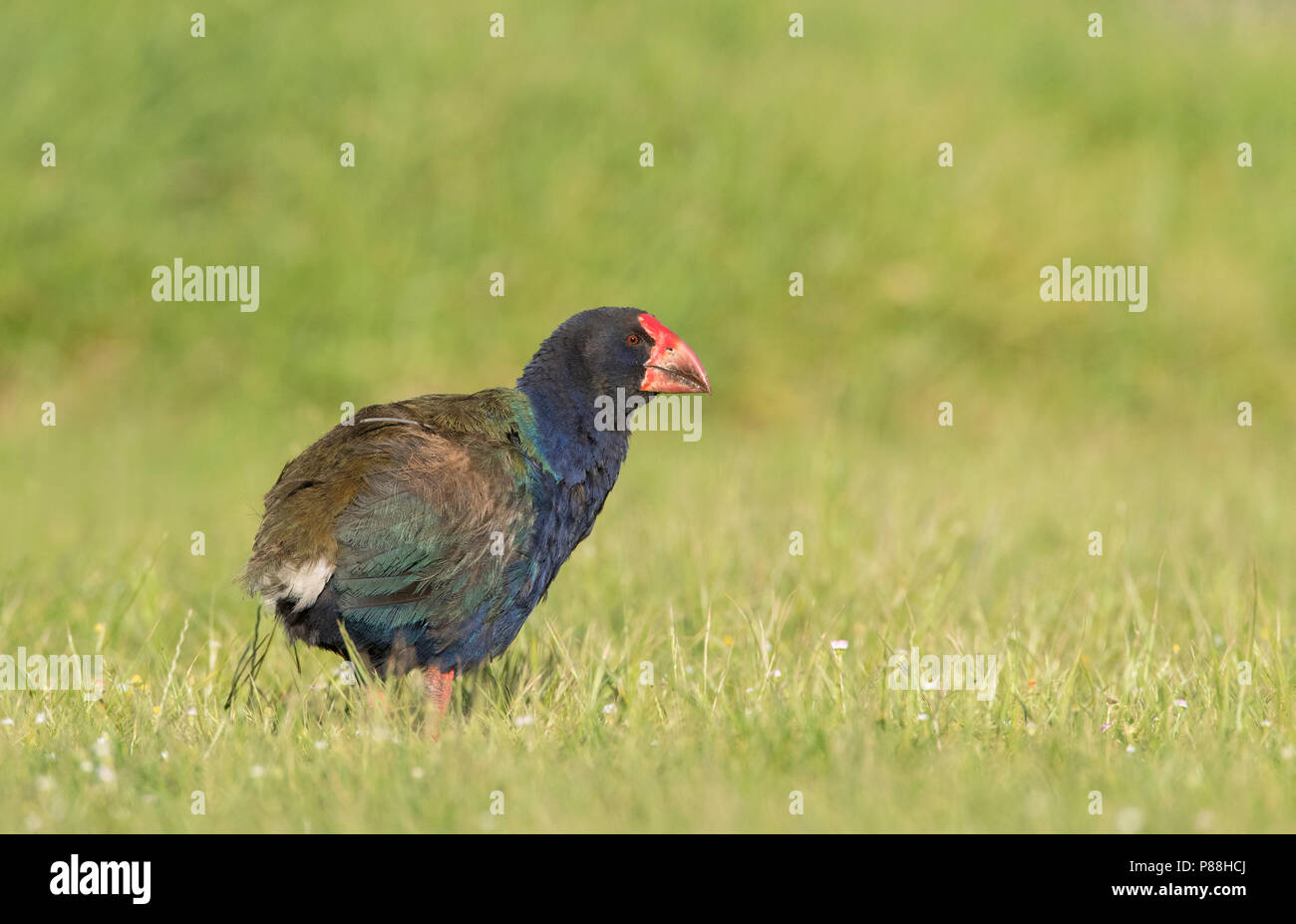 South Island Takahe (Porphyrio hochstetteri) an endangered flightless bird endemic to New Zealand. Relocated in Tawharanui Regional Park, North Island Stock Photo