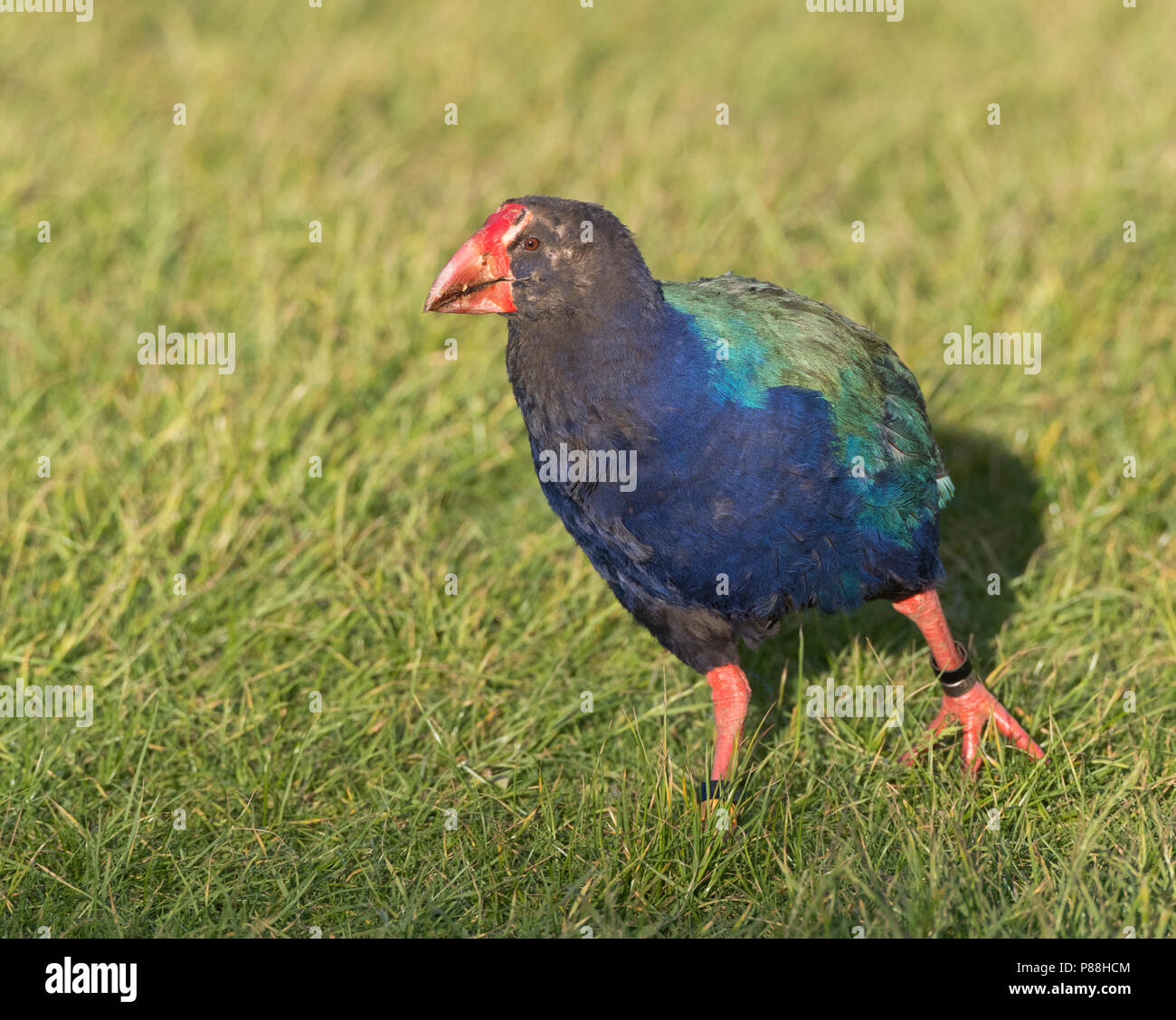 South Island Takahe (Porphyrio hochstetteri) an endangered flightless bird endemic to New Zealand. Relocated in Tawharanui Regional Park, North Island Stock Photo