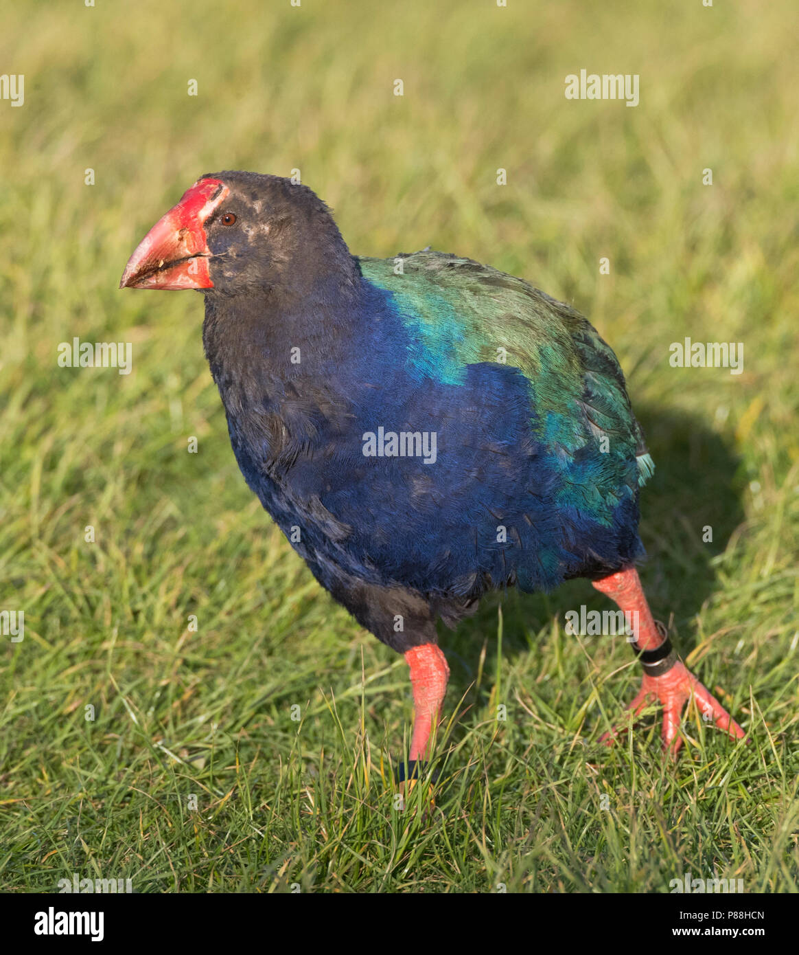 South Island Takahe (Porphyrio hochstetteri) an endangered flightless bird endemic to New Zealand. Relocated in Tawharanui Regional Park, North Island Stock Photo