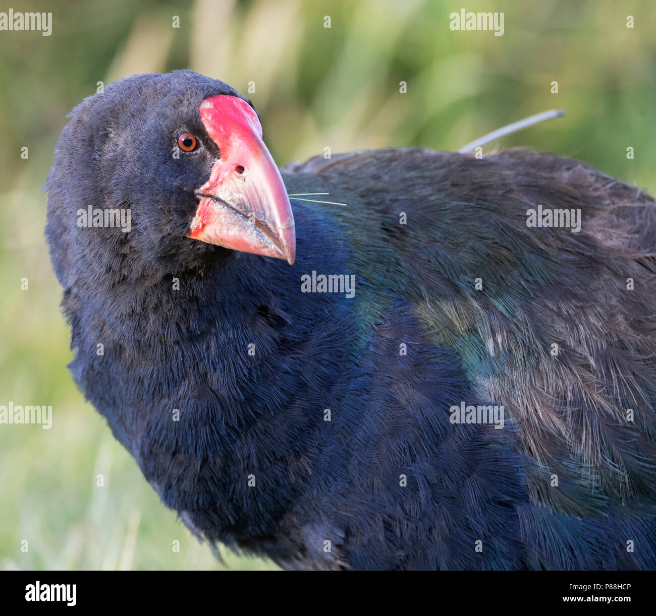 South Island Takahe (Porphyrio hochstetteri) an endangered flightless bird endemic to New Zealand. Relocated in Tawharanui Regional Park, North Island Stock Photo