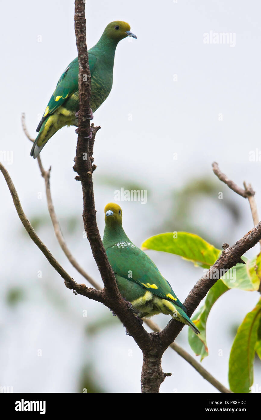 Tanna Fruit Dove (Ptilinopus tannensis) perched in a tree on Vanuatu in the Pacific. Stock Photo