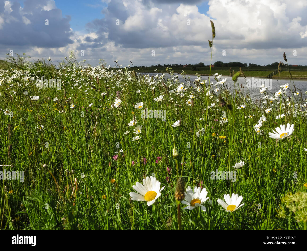 Field of flowering Field Daisy ( Leucanthemum vulgare) Stock Photo