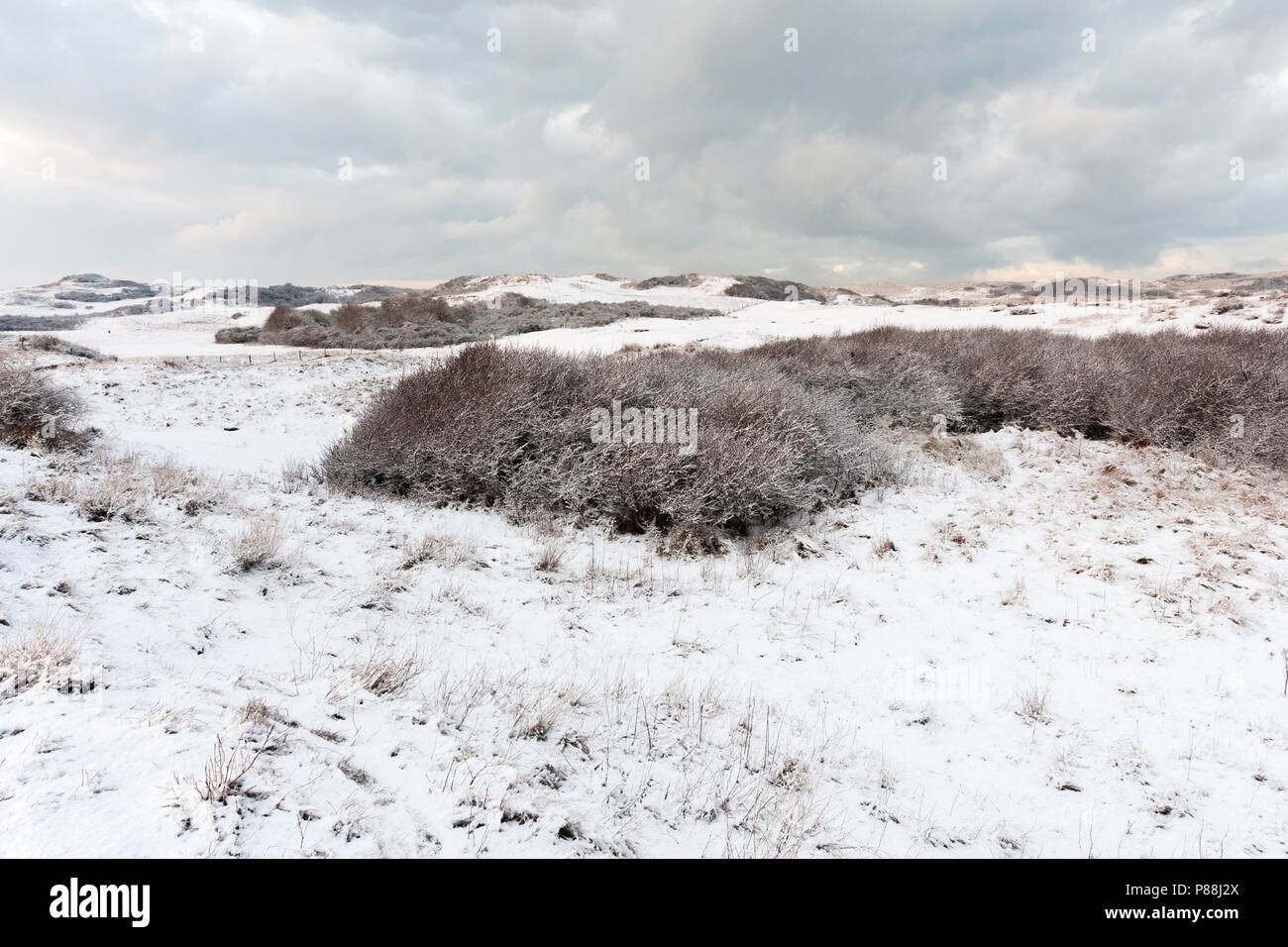 Snowy dunes at Nationaal Park Hollandse Duinen Stock Photo