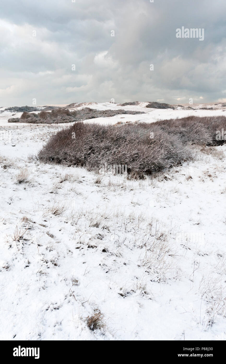 Snowy dunes at Nationaal Park Hollandse Duinen Stock Photo