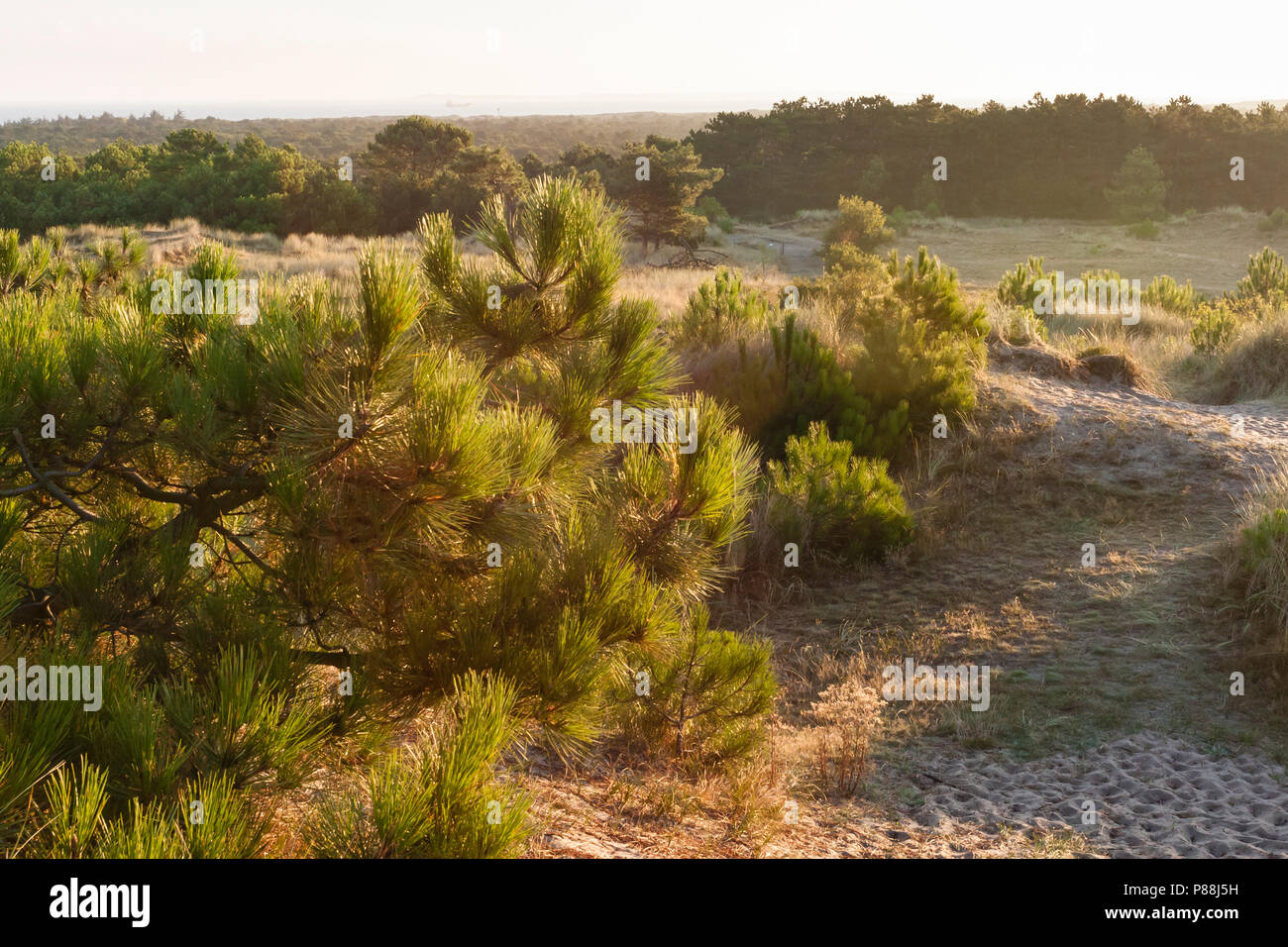 Uitzicht over duinen met naaldbomen, Overview of dunes with conifers Stock Photo