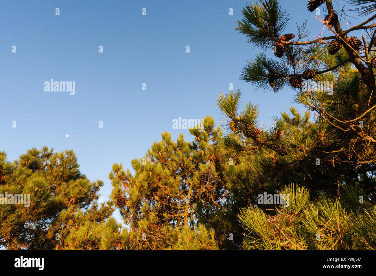 Dennenbomen met dennenappels; Pines with pinecones Stock Photo