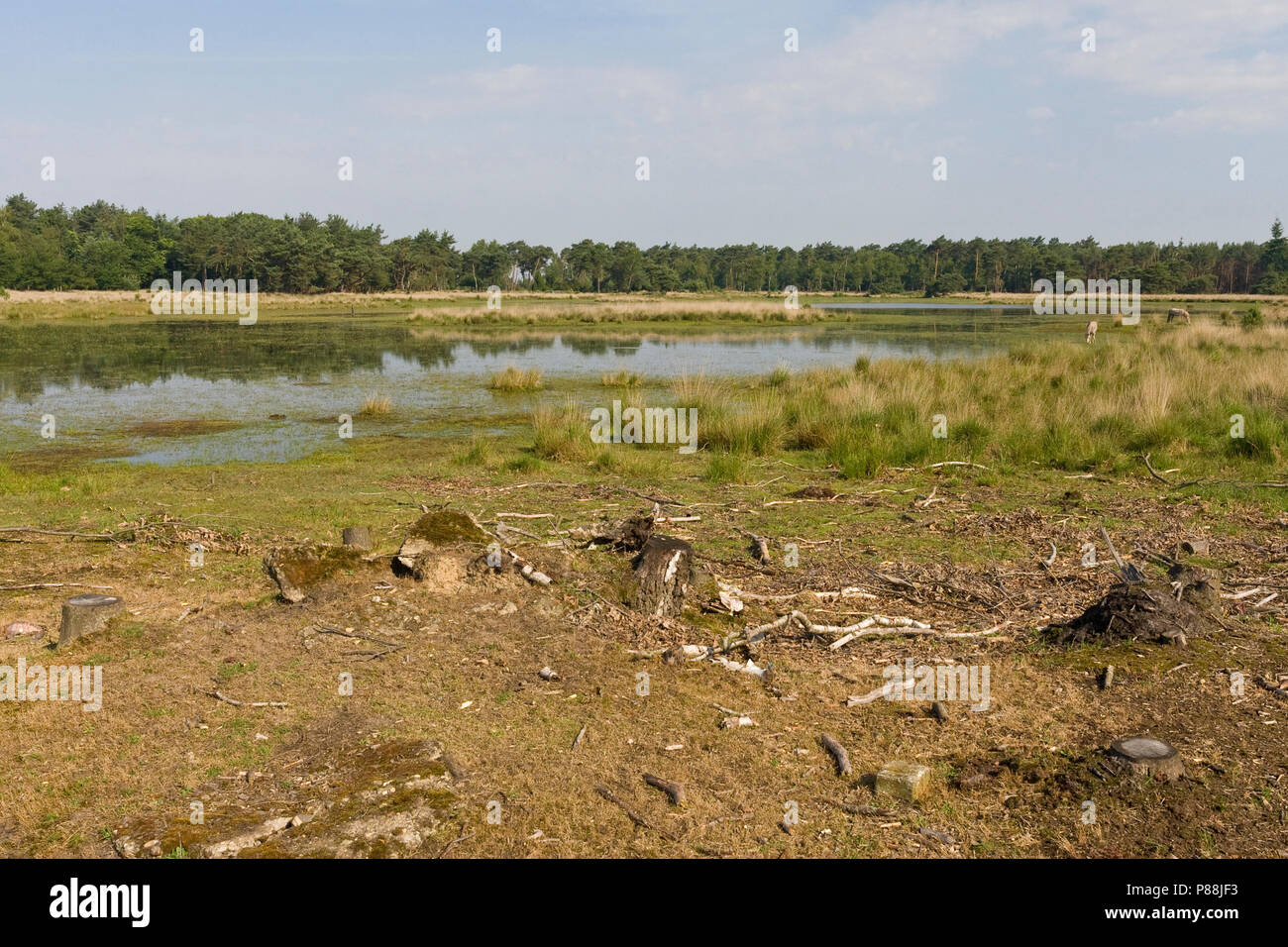 Ven op Strabrechtse Heide; Fen at Strabrechtse Heide Stock Photo