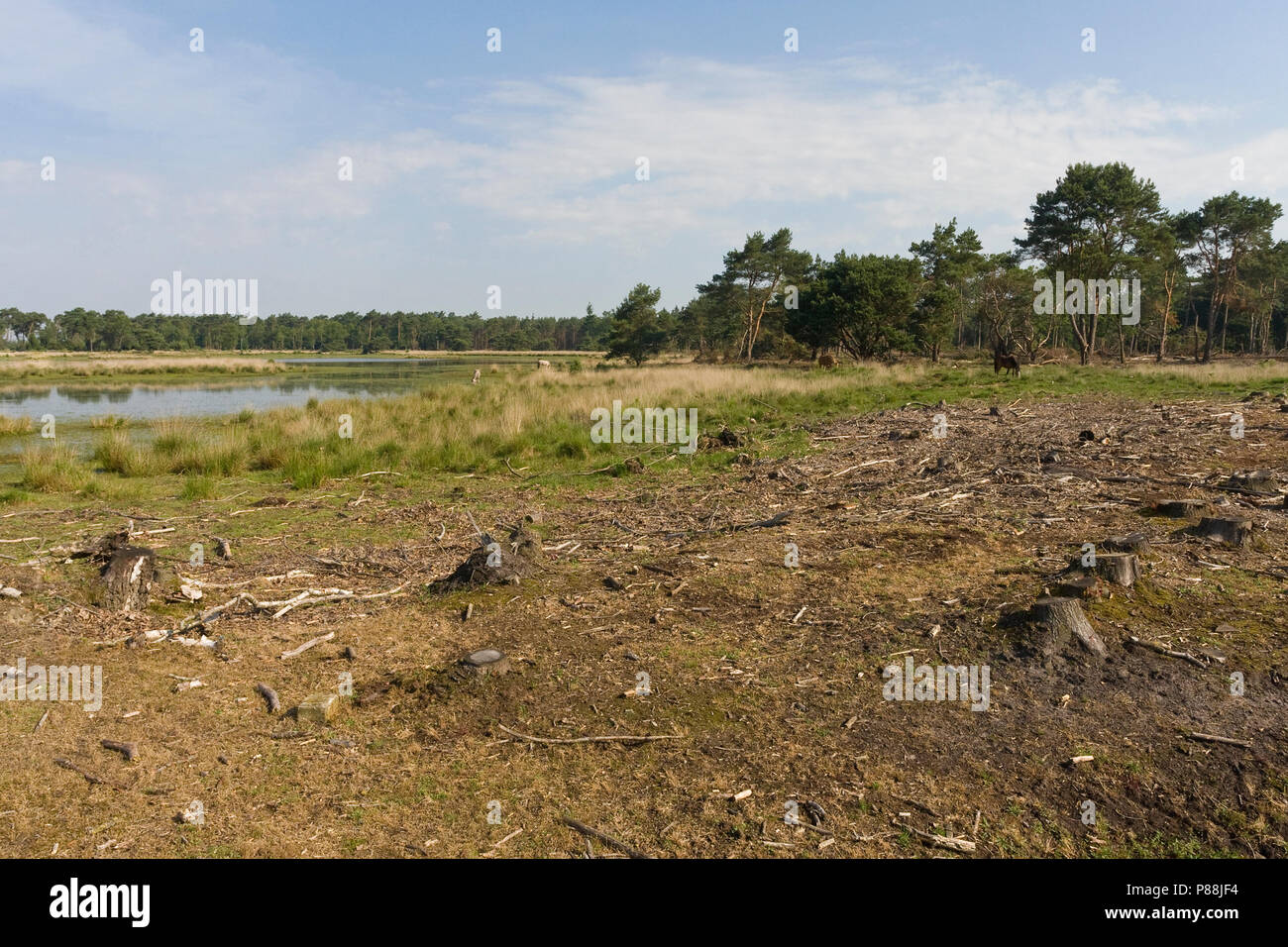 Ven op Strabrechtse Heide; Fen at Strabrechtse Heide Stock Photo