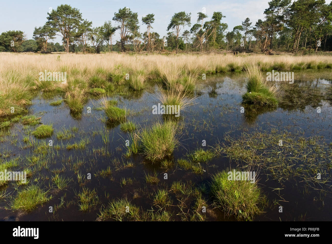 Ven op Strabrechtse Heide; Fen at Strabrechtse Heide Stock Photo