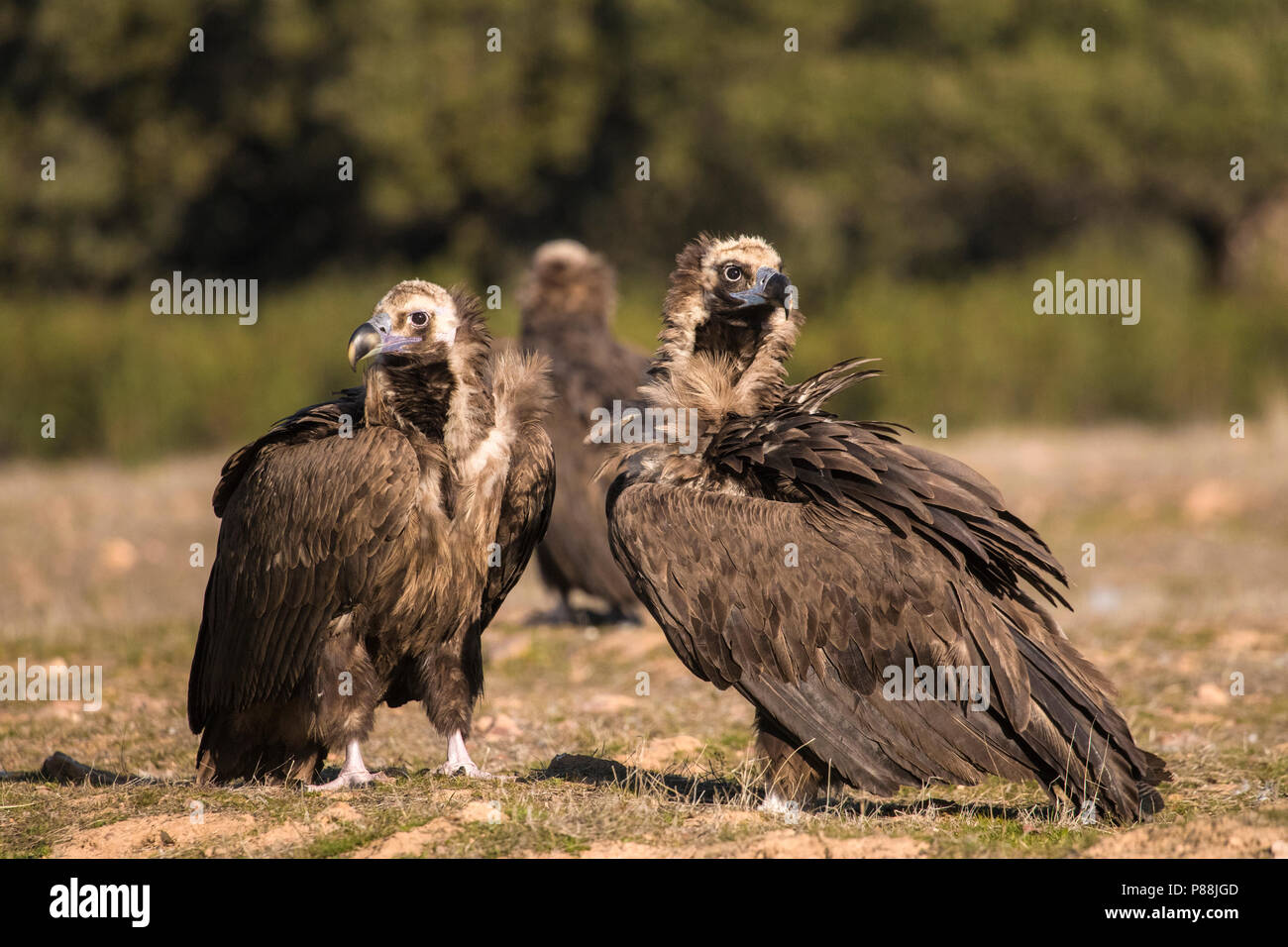 Eurasian Black Vultures (Aegypius monachus) resting in Extremadura, Spain. Stock Photo