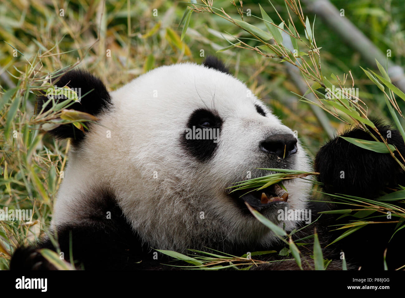 reuzenpanda eet bamboe; bamboo eating Giant Panda Stock Photo