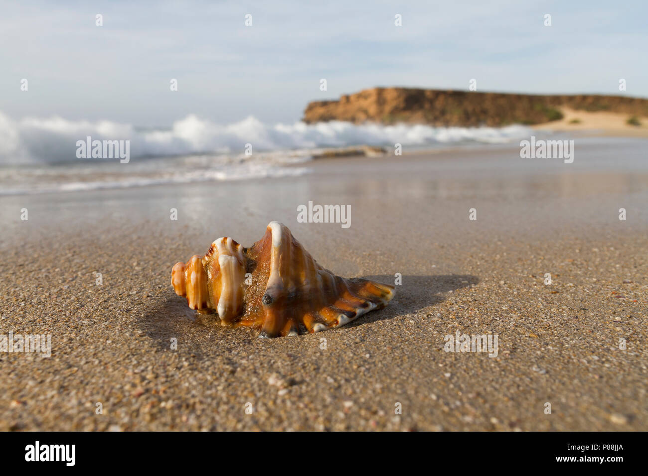 Shell lying on beach hi-res stock photography and images - Alamy