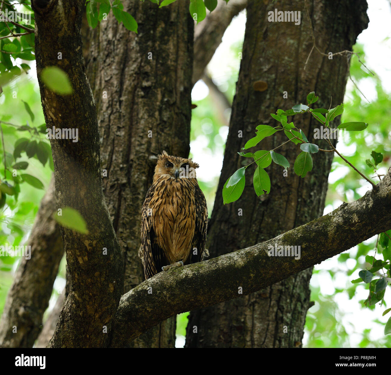 The brown fish owl (Ketupa zeylonensis) is a species of owl that is part of the family known as .... Indian subcontinent to Myanmar and Thailand Stock Photo