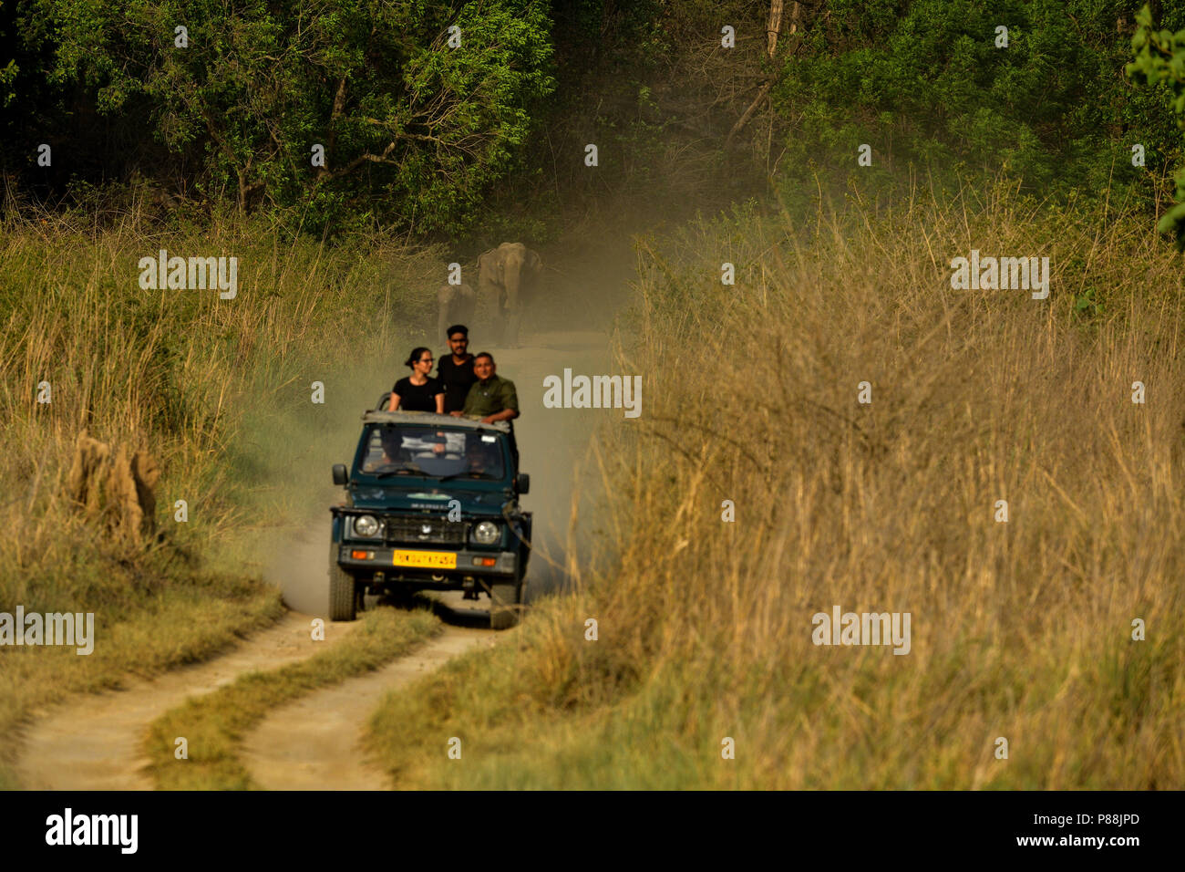 beautiful forest pathways in woods and grass lands in Indian national
