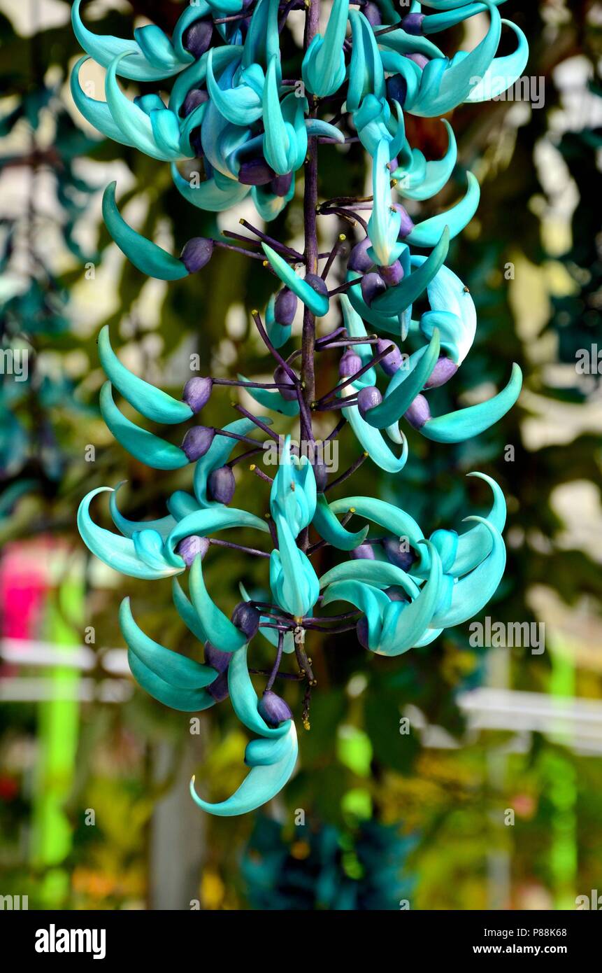 Beautiful turquoise blue and purple hanging plant with curved buds in