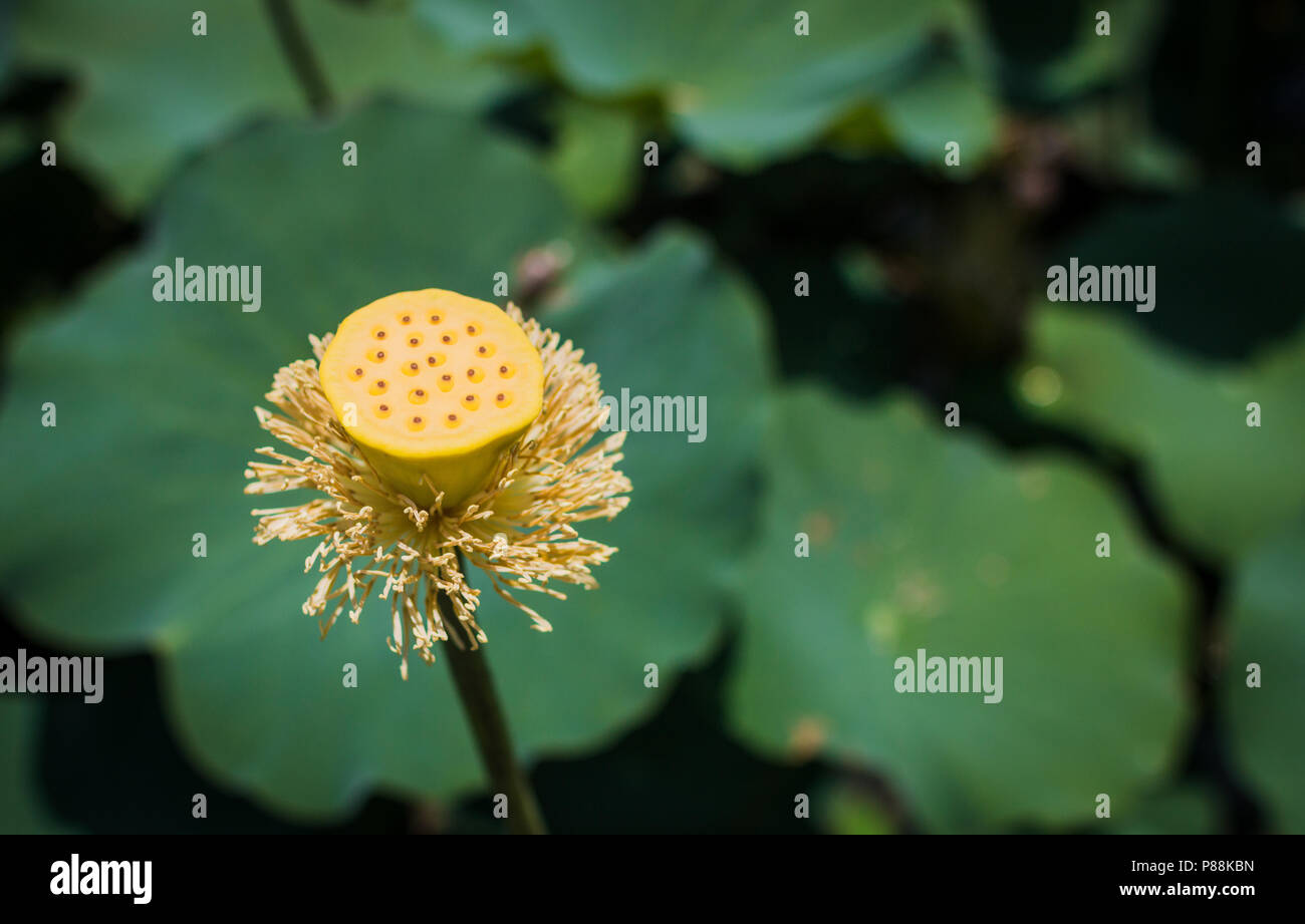 Falling lotus flower petal on green leaf on lake Stock Photo Alamy