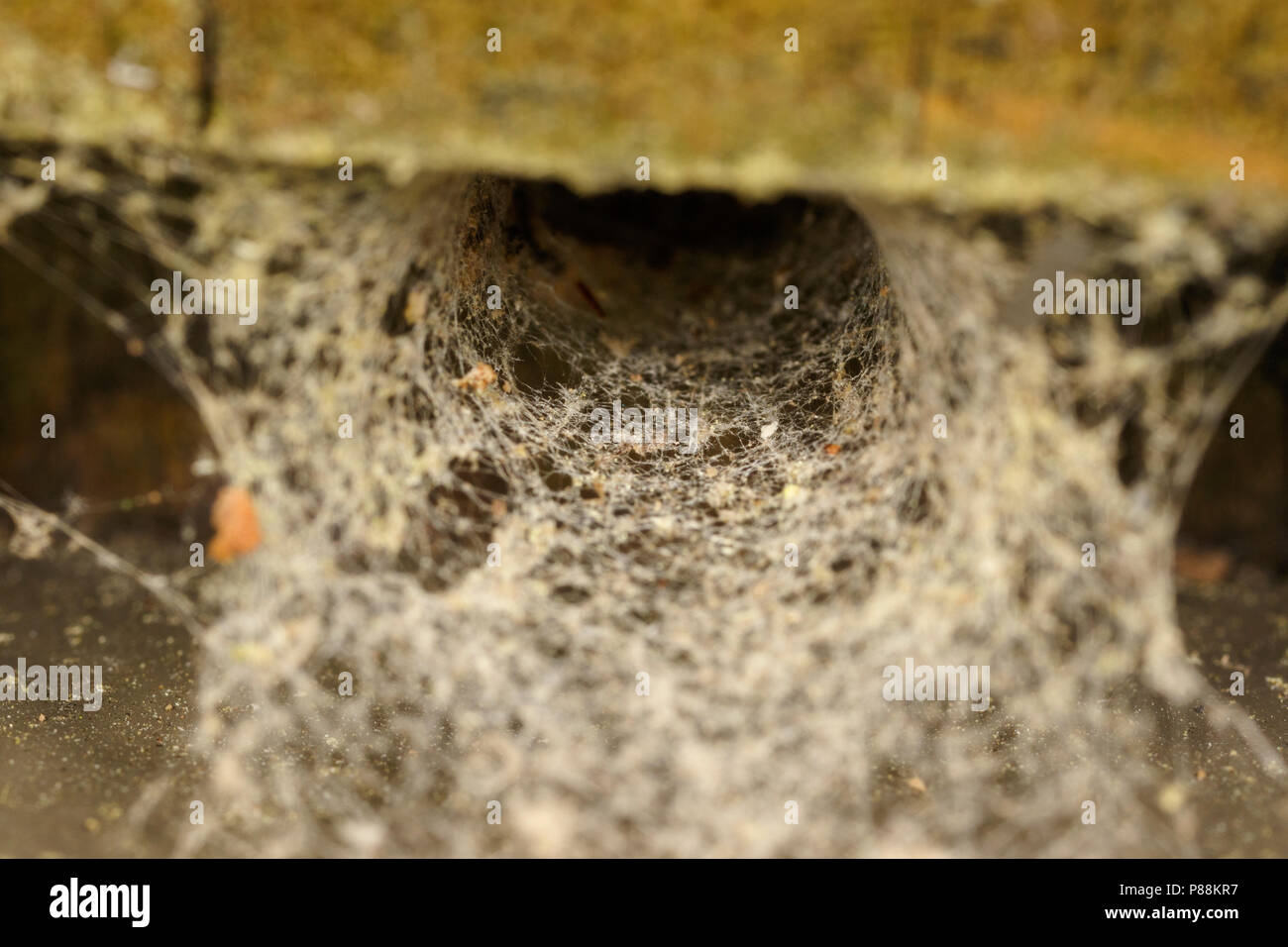 Funnel web Stock Photo Alamy Funnel web Stock Photo Alamy