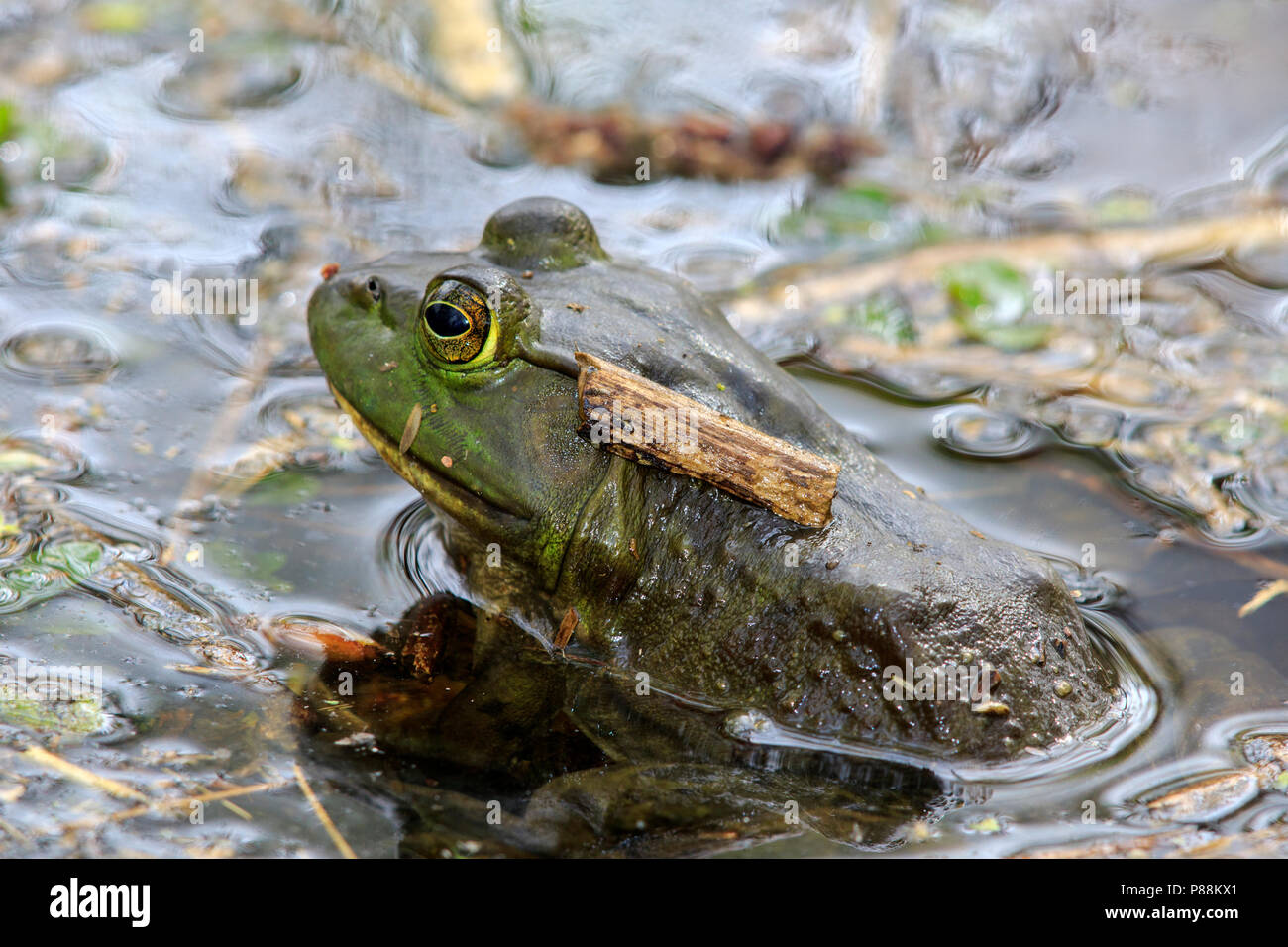 American Bullfrog, Rana catesbeiana Stock Photo