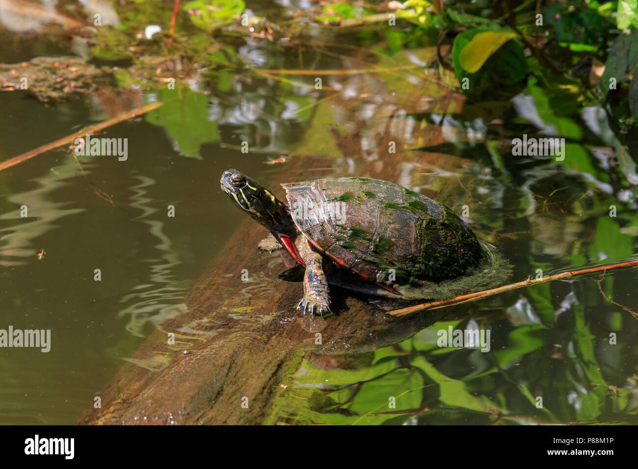 Midland Painted Turtle (Chrysemys picta marginata) basking on a log