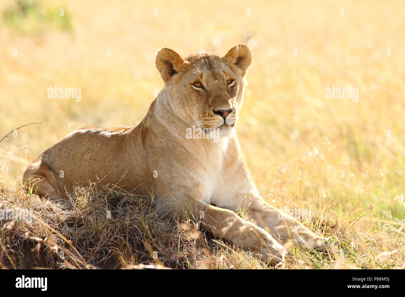 Lioness in stealth bush of Masai Mara Stock Photo