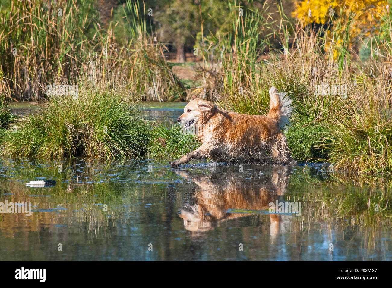 Dog by a pond hi-res stock photography and images - Alamy