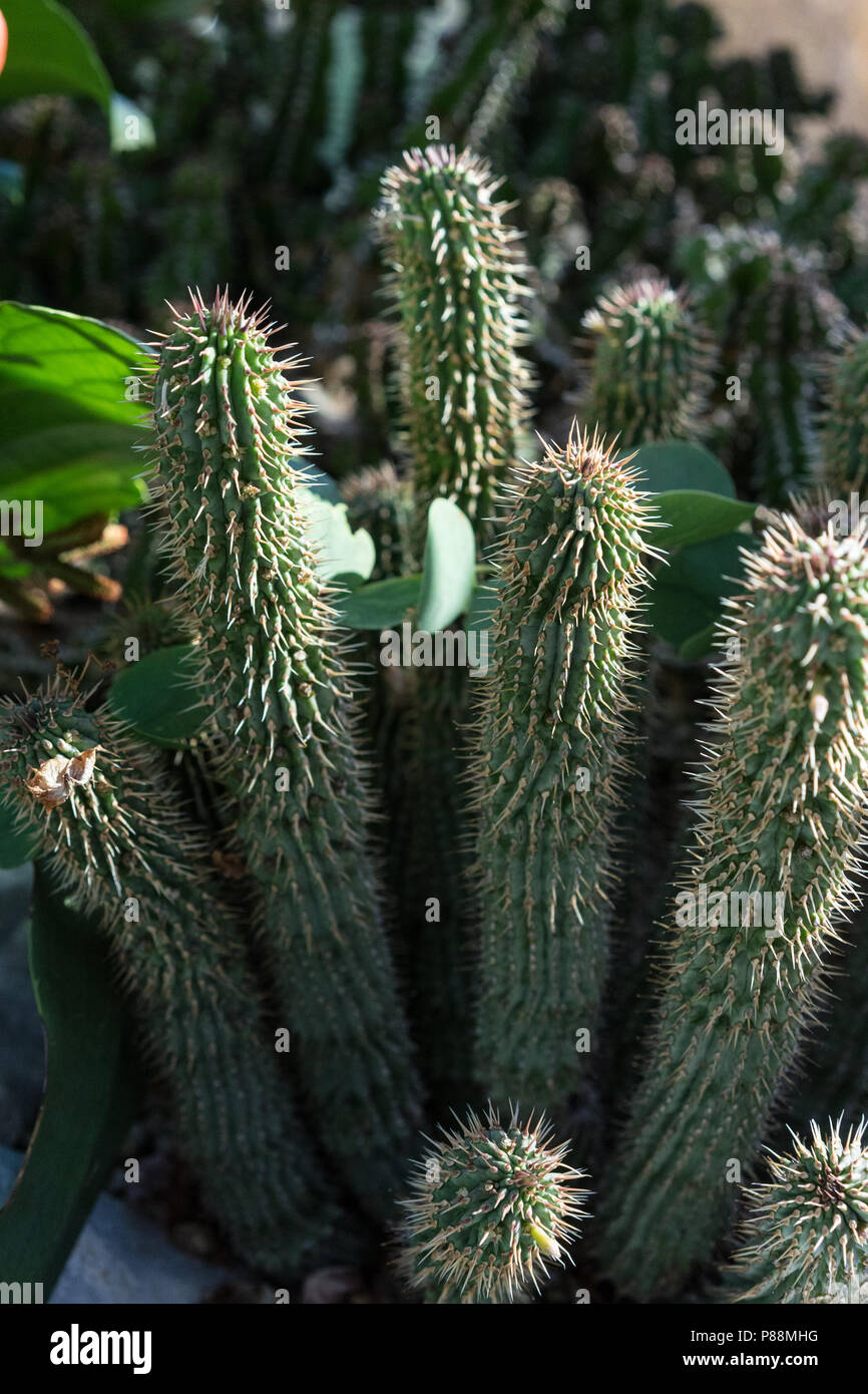 hoodia gordonii cactus plant succulent suppressant health Stock Photo