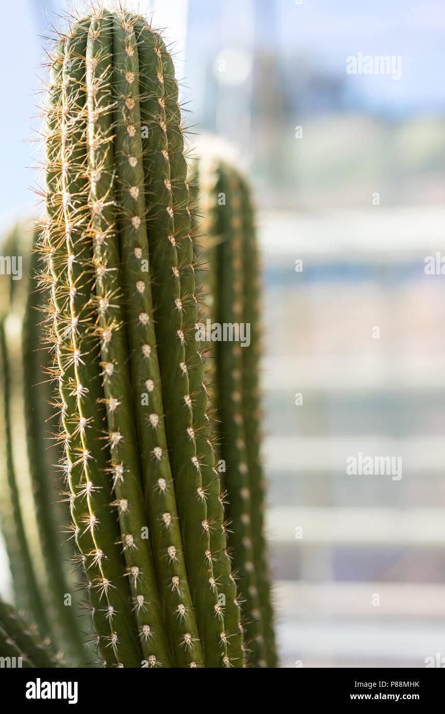 browningia chlorocarpa cactus succulent from mexico desert abstract view Stock Photo