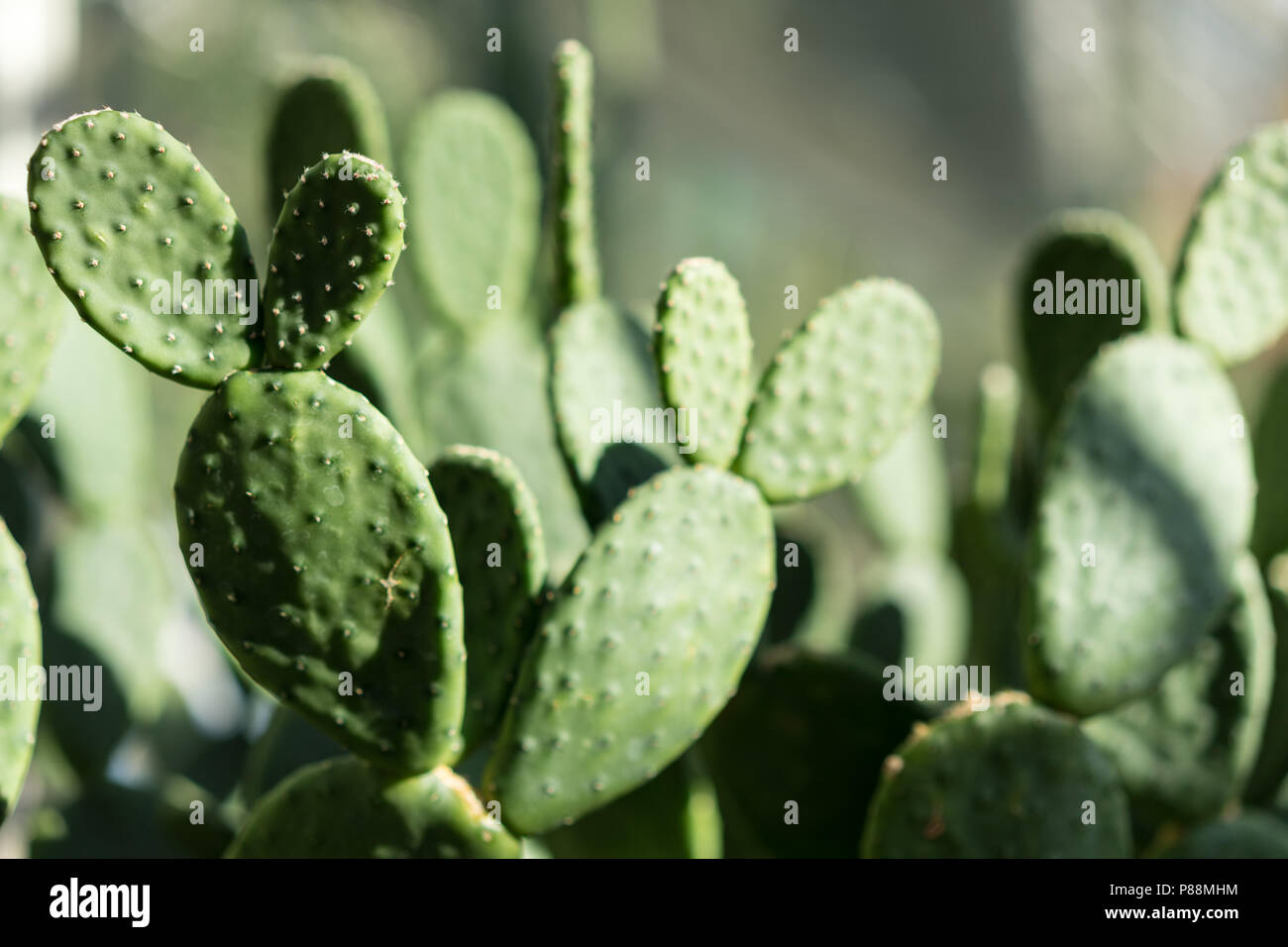 tacinga inamoena cactus succulent abstract design background structure Stock Photo