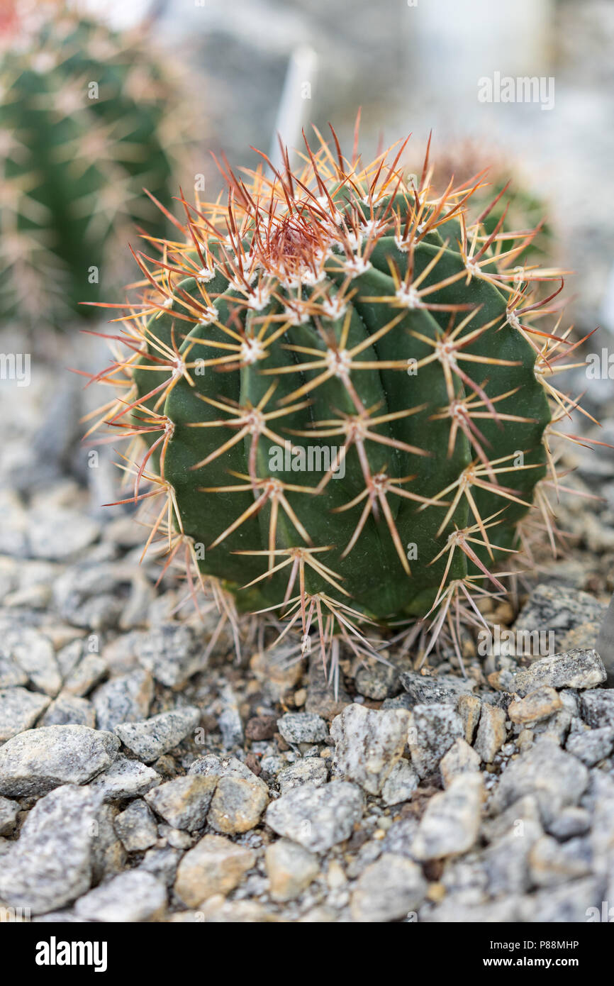 small melocactus salvadorensis with grey stones close up Stock Photo