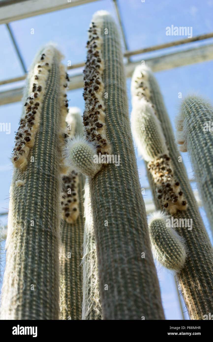 espostoa lanata cactus close up with white needle green house Stock Photo