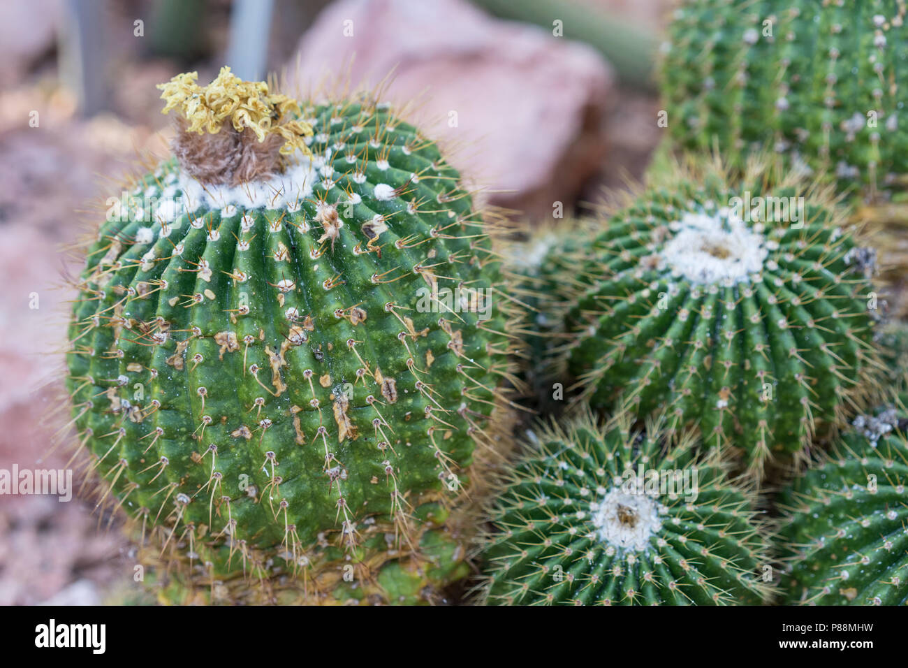pardoria schumanniana single cactus with stones close up Stock Photo