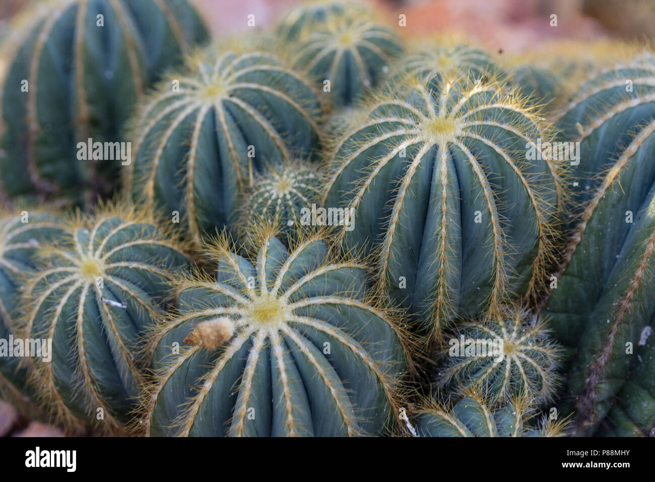 many pardoria magnifica succulent cactus with stones close up Stock Photo