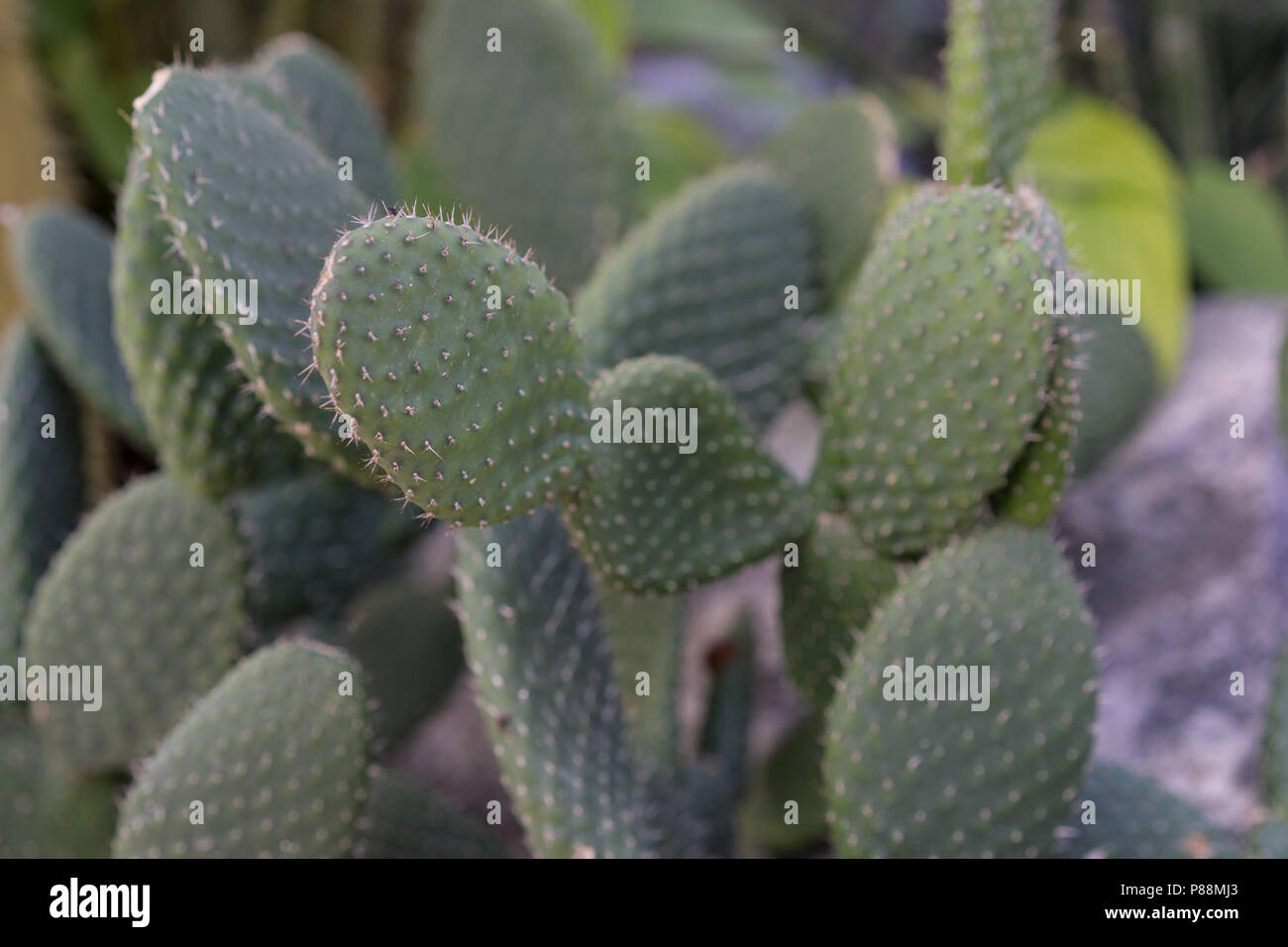 tacinga saxatilis cactus succulent close up botany Stock Photo