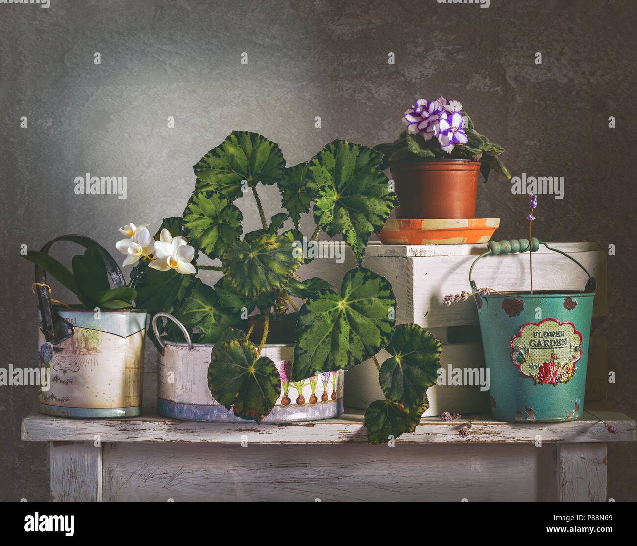 still life with plants. vintage. flowers. Stock Photo