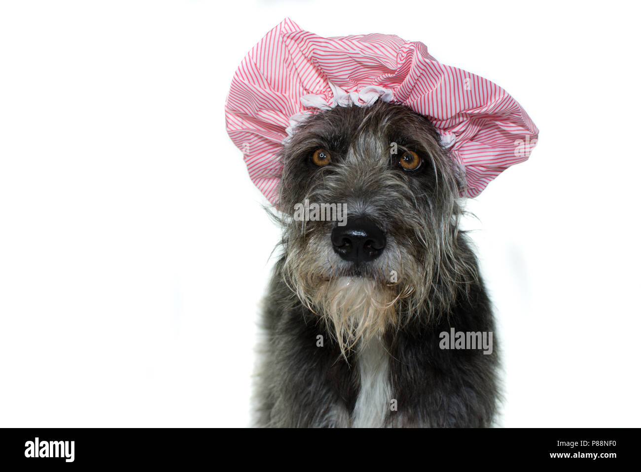 FUNNY BLACK DOG DRYING HAIR WITH A PINK SHOWER CAP. ISOLATED ON WHITE BACKGROUND. COPY SPACE Stock Photo