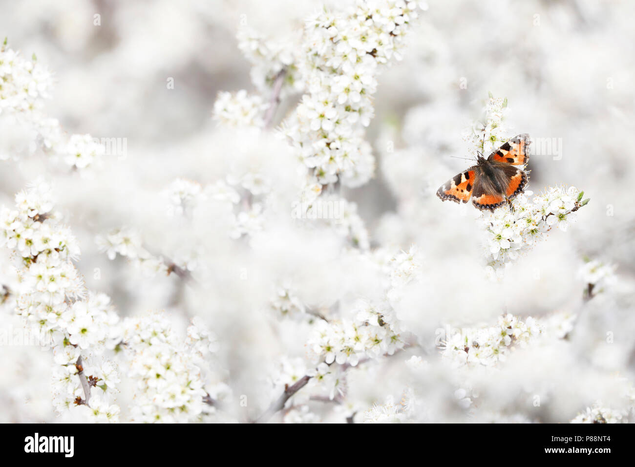 Kleine vos; Small Tortoiseshell; Stock Photo