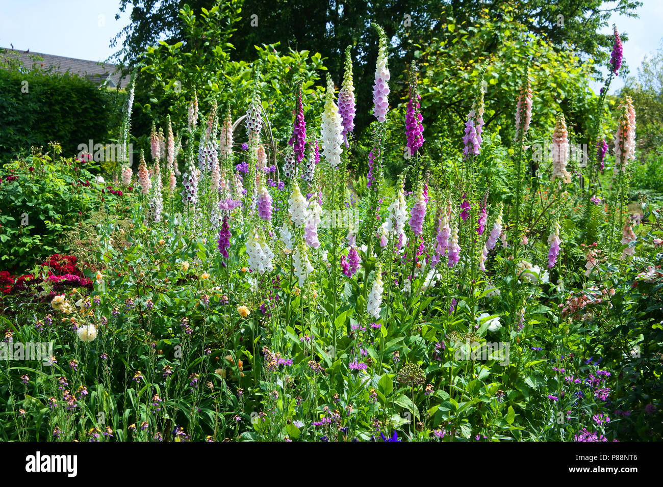 Foxglove without flowers hi-res stock photography and images - Alamy