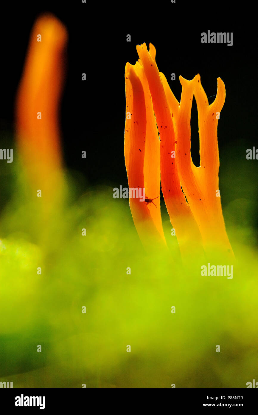 Kleverig koraalzwammetje; Yellow staghorn fungus Stock Photo