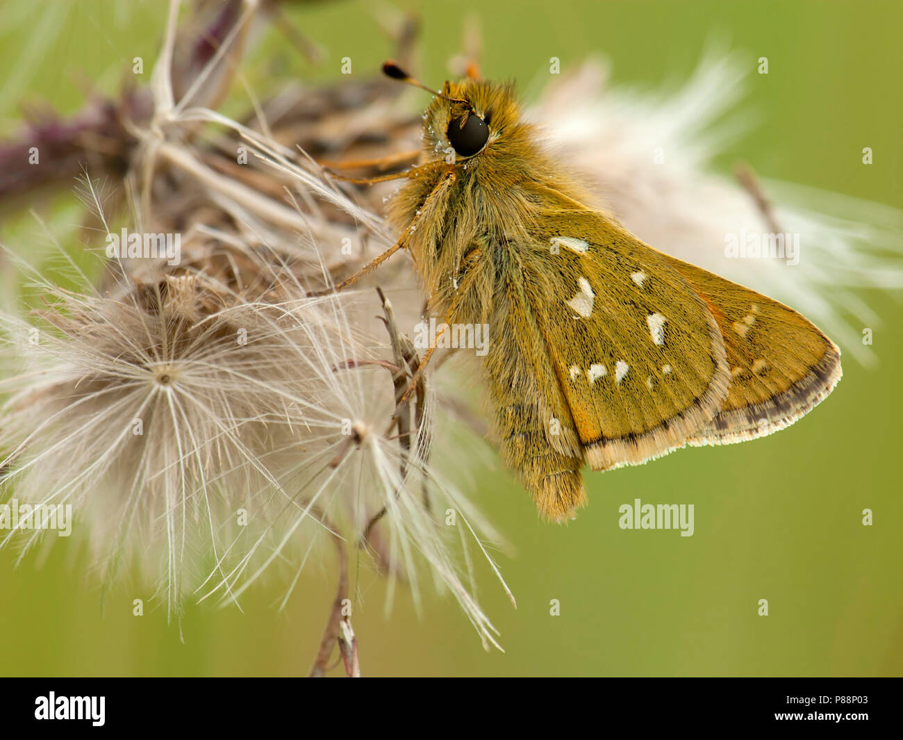 Kommavlinder / Silverspotted Skipper (Hesperia comma Stock Photo Alamy