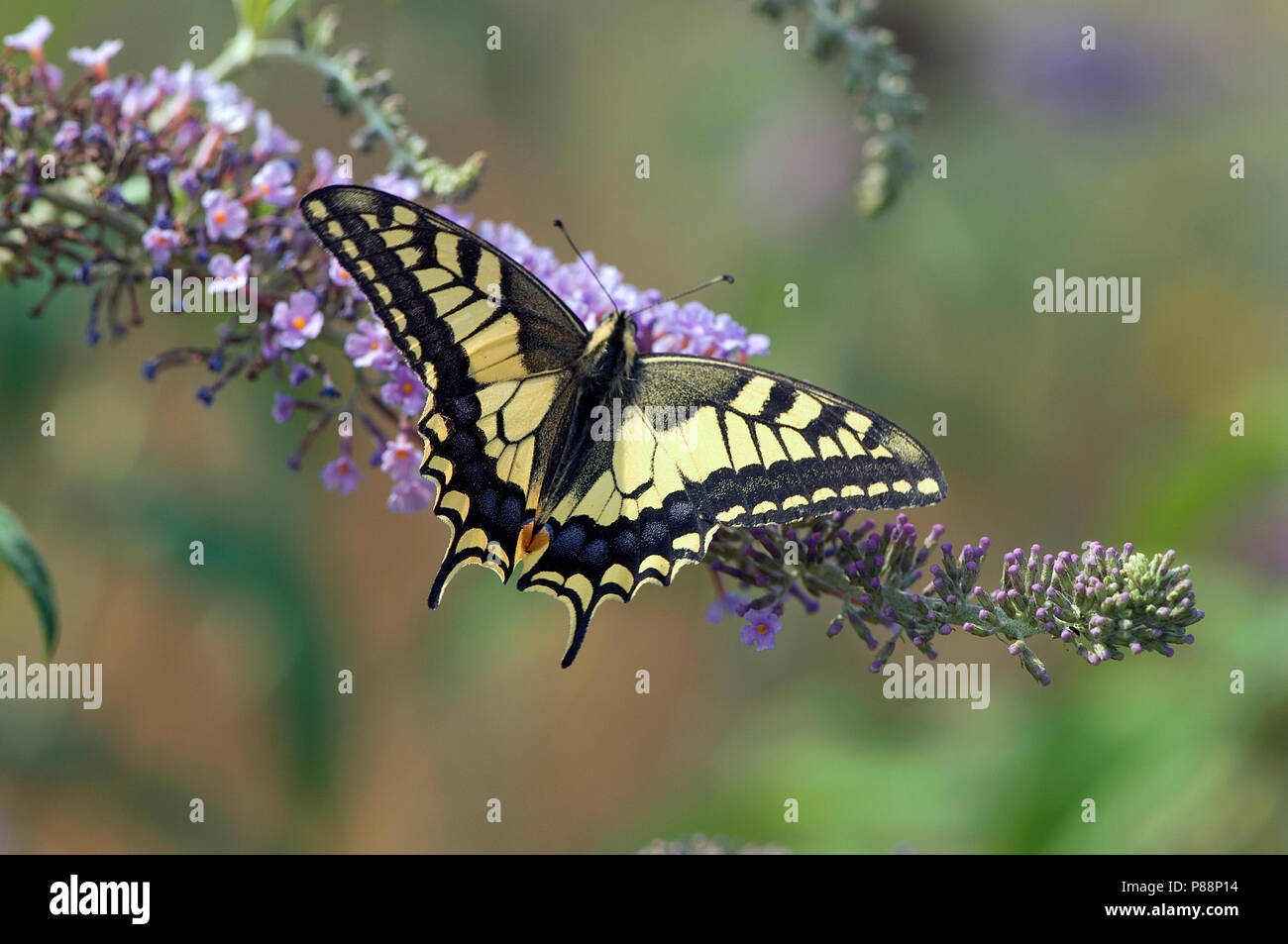 Koninginnenpage op Buddleja / Swallowtail on Buddleja (Papilio machaon) Stock Photo