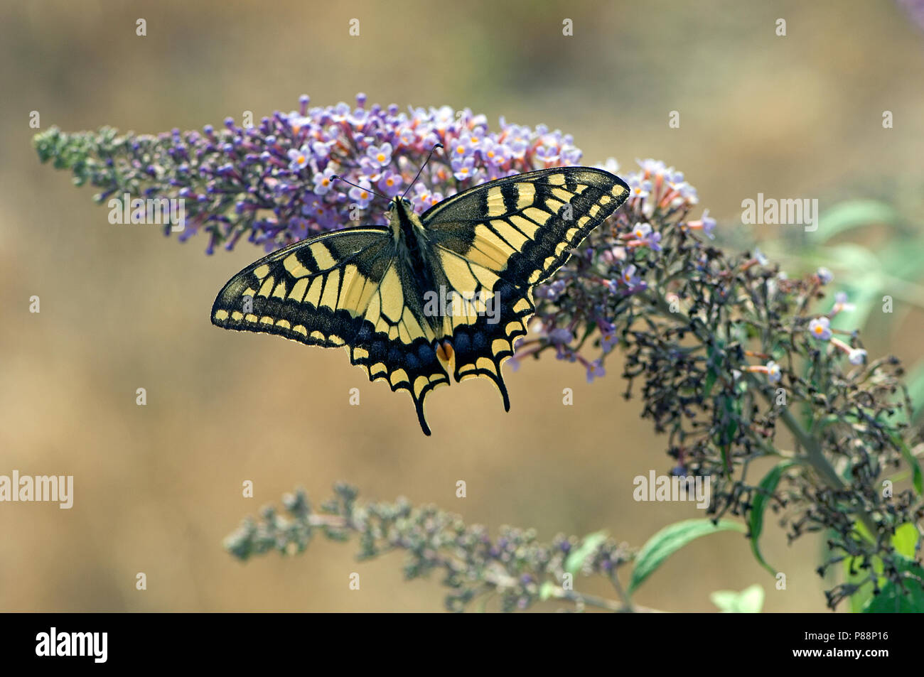 Koninginnenpage op Buddleja / Swallowtail on Buddleja (Papilio machaon) Stock Photo