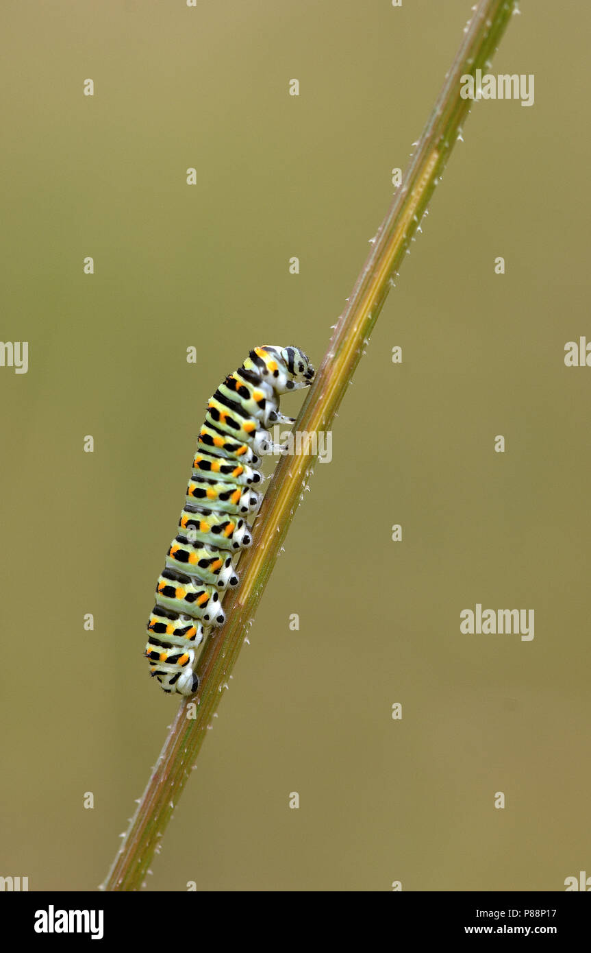 Koninginnenpage rups / Swallowtail caterpillar (Papilio machaon) Stock Photo