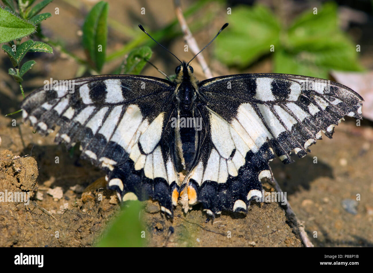 Koninginnenpage / Swallowtail (Papilio machaon) Stock Photo