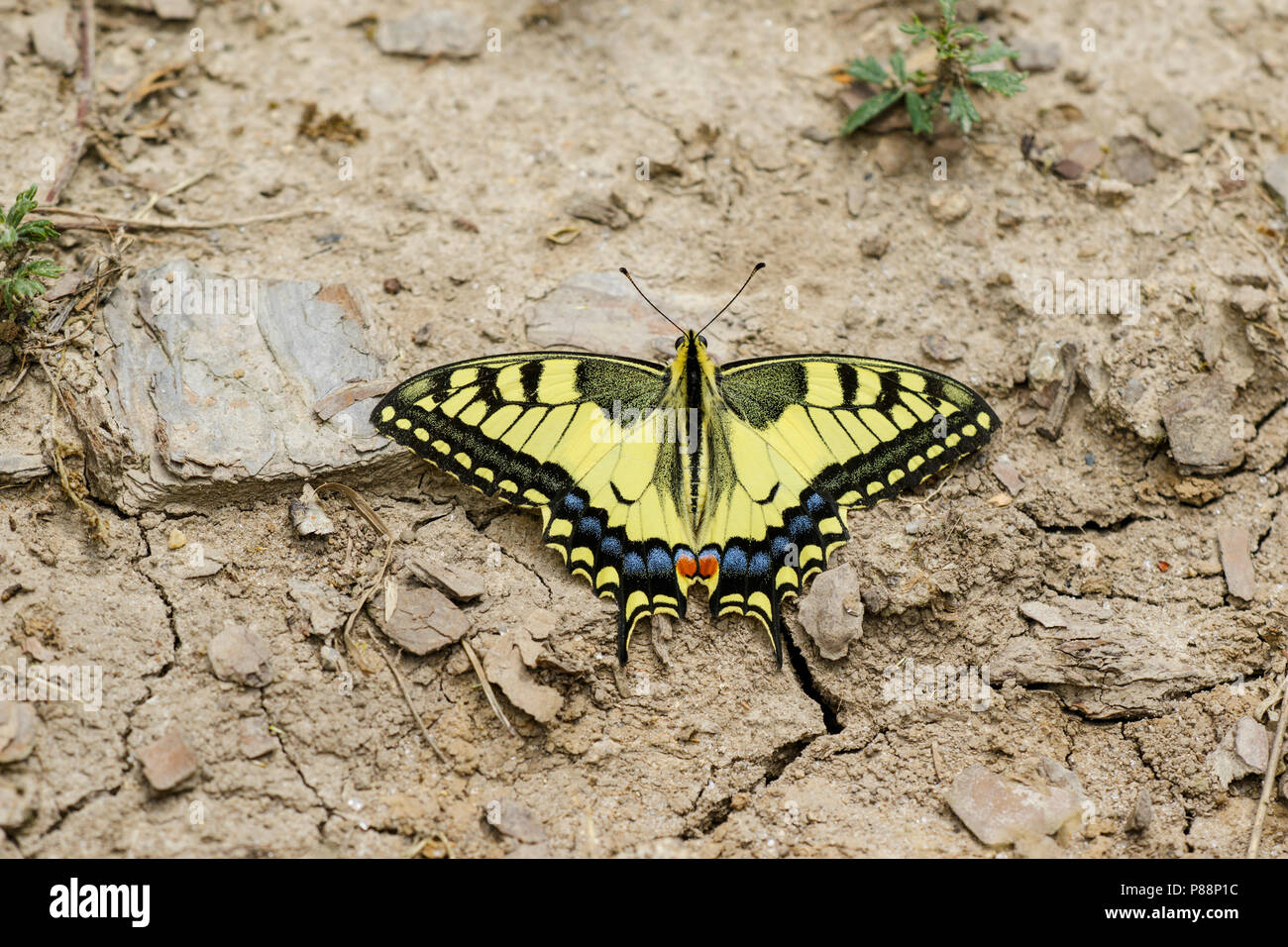 Koninginnenpage, Swallowtail, Papilio machaon Stock Photo