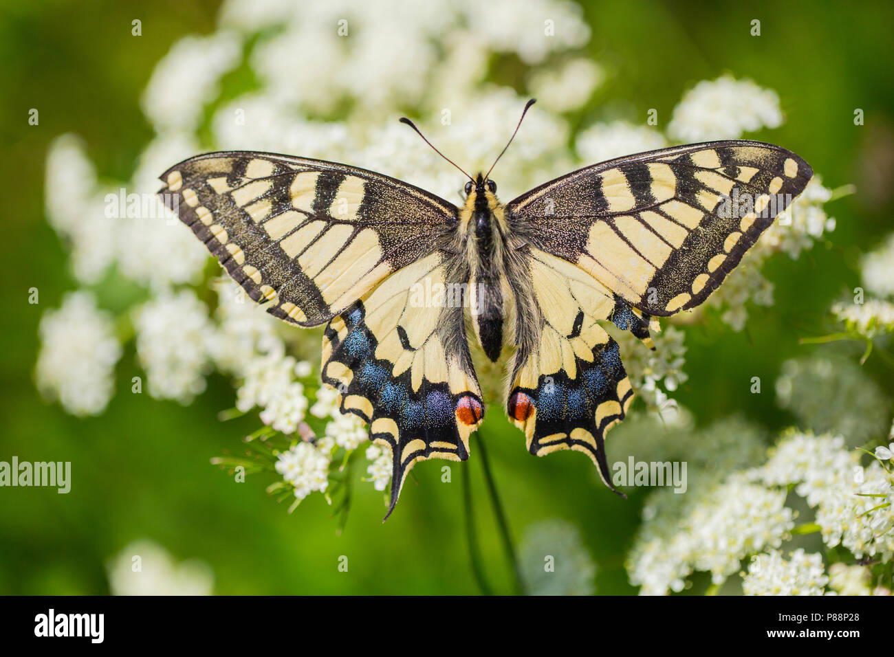 Detail van Koninginnenpage, Closeup of Swallowtail Stock Photo