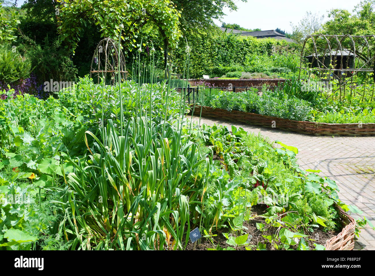 A potager garden full of organic vegetables at RHS Rosemoor Gardens, Torrington, Devon, UK - John Gollop Stock Photo