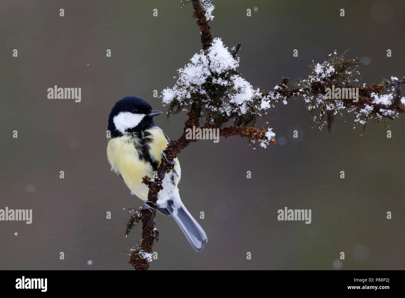Koolmees zittend op een besneeuwde tak; Great Tit perched on a snow covered branch Stock Photo